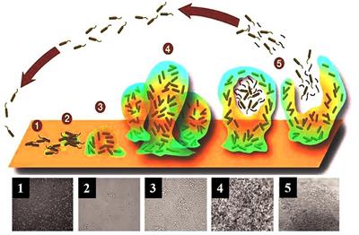 Bacterial Biofilm Eradication Agents: A Current Review